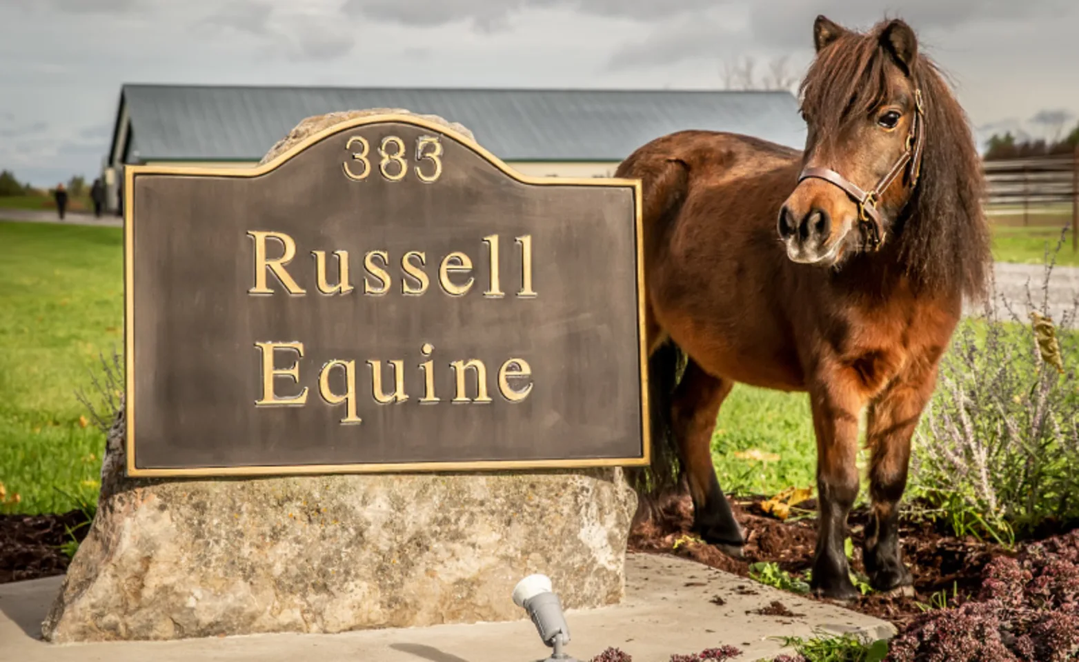 Pony with sign of Russell Equine Veterinary Service